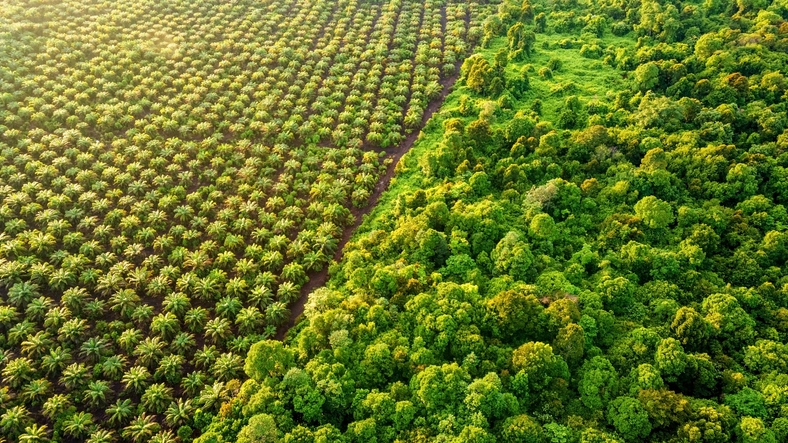 A palm oil plantation in Malaysia. [Image: Nora Carol Photography / Getty Images]